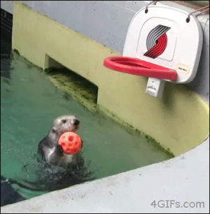 otter,slam dunk,dunk,sea otter,animals,basketball