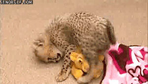 cheetah,nooo,cute,animals,playing,chewing,simba