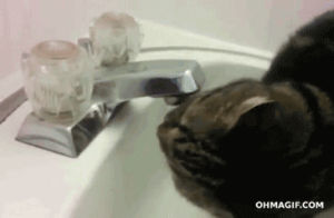 cat,water,drinking,bathroom,mixed,spray,loves