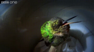 bird,things,eyebleach,hummingbird
