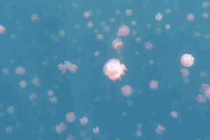 underwater photography,palau,wow,jellyfish,long post,marine invertebrates,south pacific