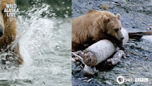 bear,funny,cute,animals,meme,bbc,bbc one,wildlife,alaska,alaska live