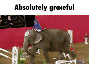 graceful,elephant,graceful1110
