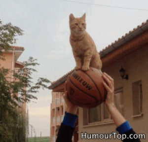 basketball,cat,sports,funny,sport,wtf,animals,animal,kitten,circus,kittens,ball,funny s,lol s,cats s,kittens s,baslet