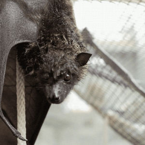 bat,san diego zoo,cute,animals,fruit bat,animal