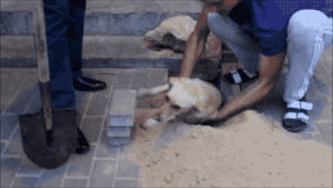 dog,rescue
