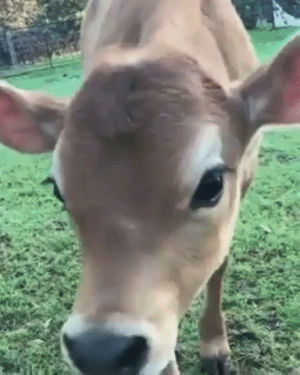 cow,calf,kiss
