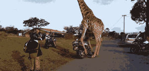 animal fail,motorcycle,giraffe