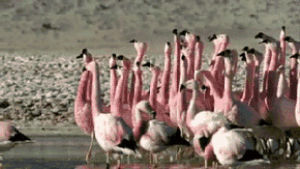 bird,flamingo,funny,animals,lol