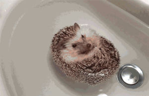 interesting,hedgehog,floating