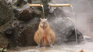 capybara,image,mine,dies,animal s