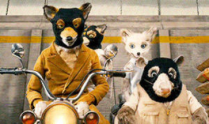 wes anderson,moonrise kingdom,movie,fantastic mr fox,goggles