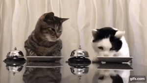 pavlov,cats