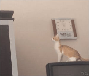 fail,cat,jump