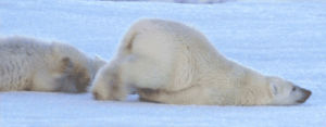curling,polar bear,bear,ice cream