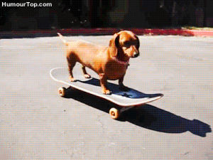 skateboarding animal,dog,skateboard