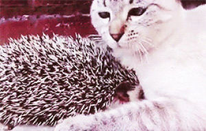 cat,animals,hedgehog,pillow