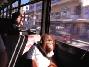 orangutan,monkey,bus,chill monkey,ape,famous monkey