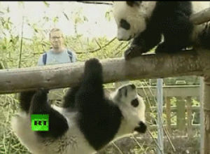 cute,panda,baby pandas