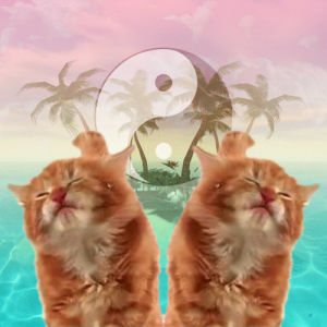 beach,yin yang,kawaii,summer,kitty,pale,hawaii