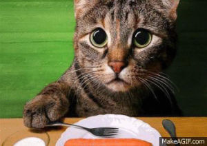 hungry,please,cat,eyes