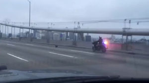 chihuahua,bay,california,cheer,cops,bridge,caught,chips,canine,crosses,causing,calmly,chase