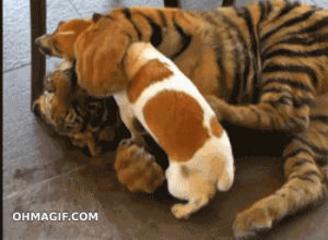 playful,dog,animals,puppy,playing,tiger,cub,tiger bites dog