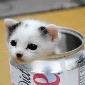 coca cola,cat,cute,sweet,little cat