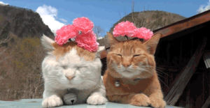 spring,cat,cats,flower crown