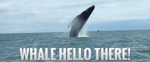 hello,puns,whale,pun,whale hello there