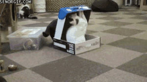 box,cat,best of week