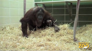 orangutan,baby,mother,maggie,care,adopts,phosphorus