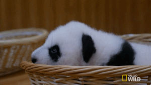 mission critical,panda,cute,sleepy,nat geo wild,mondays,pandas,panda babies