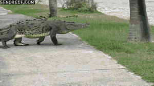 animals,walking,crocodiles,alligators