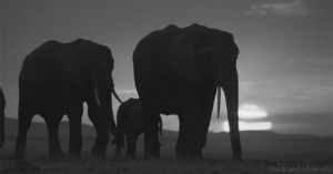 elephant,black and white,animals