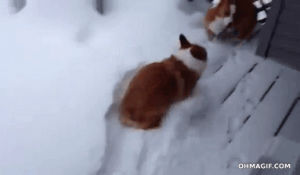 dog fail,snow,funny,cute,fail,dog,jumping,corgi,belly flop,mixed