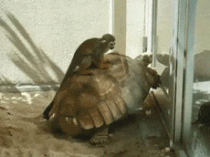 monkey,turtle