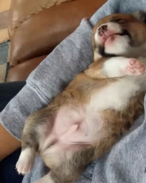 sweet,dreams,cute,puppy,dreaming,puppers