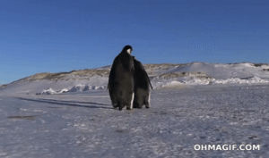 oops,fall,penguin