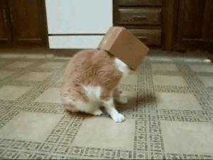 cat,box