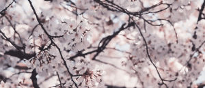 sakura,cherry blossom,pretty,ye,lelelele