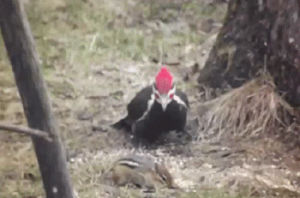 Woodpecker Niagara Gif Find On Gifer