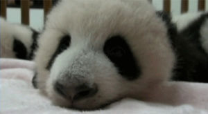 china,animals,smile,panda,twins,viral,baby animals,baby panda