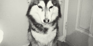 black and white,dog,eyes,hello,wolf,hi