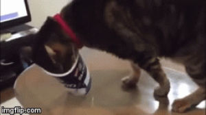 cat,yogurt