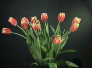 tulip,growing,flower,plant,timelapse
