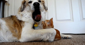 cat,dog,tongue,yawning,paw