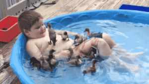 duck,pool