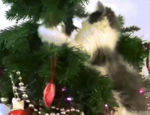 cat,christmas,tree