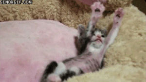 kitten,stretching,cat,cute,animals,playing,lying,kitteh